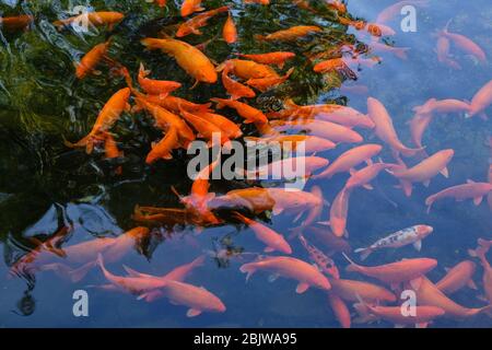 Chinesische Koi Fische schwimmen im Beihai See, Beihai Park in Peking, China Stockfoto