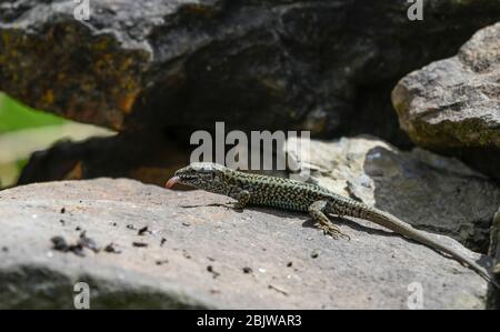 Nahaufnahme einer Wand Eidechse auf einem Stein essen einen Regenwurm Stockfoto