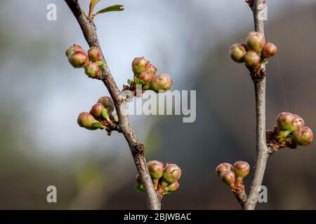 Quitten Knospen im japanischen Frühling. Chaenomeles im Frühling. Äste eines Baumes mit grünen Knospen und Knospen an den Bäumen schwellen mit dem Einzug des Frühlings an, Stockfoto