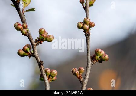 Quitten Knospen im japanischen Frühling. Chaenomeles im Frühling. Äste eines Baumes mit grünen Knospen und Knospen an den Bäumen schwellen mit dem Einzug des Frühlings an, Stockfoto