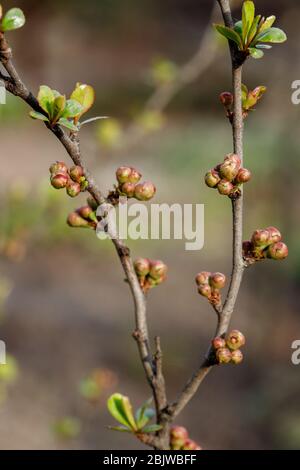 Quitten Knospen im japanischen Frühling. Chaenomeles im Frühling. Äste eines Baumes mit grünen Knospen und Knospen an den Bäumen schwellen mit dem Einzug des Frühlings an, Stockfoto