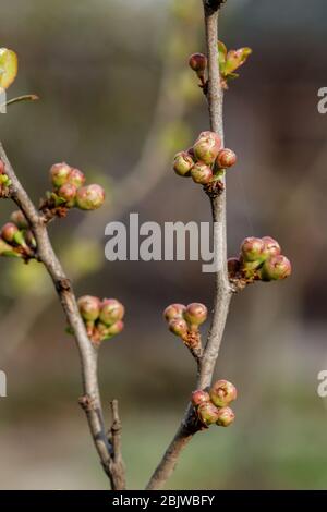 Quitten Knospen im japanischen Frühling. Chaenomeles im Frühling. Äste eines Baumes mit grünen Knospen und Knospen an den Bäumen schwellen mit dem Einzug des Frühlings an, Stockfoto