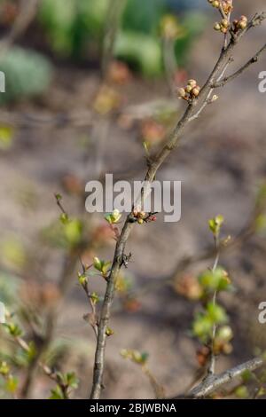 Quitten Knospen im japanischen Frühling. Chaenomeles im Frühling. Äste eines Baumes mit grünen Knospen und Knospen an den Bäumen schwellen mit dem Einzug des Frühlings an, Stockfoto