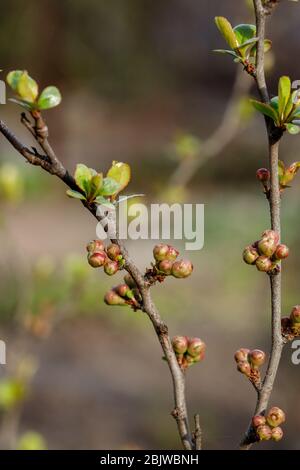 Quitten Knospen im japanischen Frühling. Chaenomeles im Frühling. Äste eines Baumes mit grünen Knospen und Knospen an den Bäumen schwellen mit dem Einzug des Frühlings an, Stockfoto