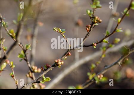 Quitten Knospen im japanischen Frühling. Chaenomeles im Frühling. Äste eines Baumes mit grünen Knospen und Knospen an den Bäumen schwellen mit dem Einzug des Frühlings an, Stockfoto