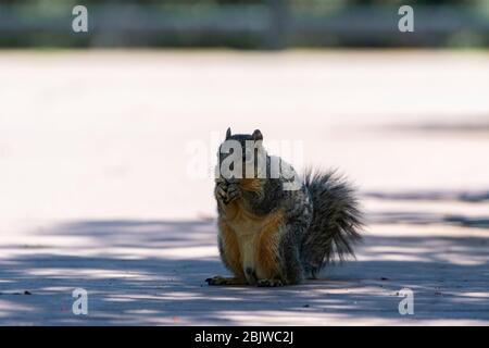 Ein süßes, fuzzy Eastern Fox Squirrel sitzt auf seinen Spinnen in einem schattigen Ort auf einem Bürgersteig, während eine Nuss oder ein Stück Nahrung in seinen winzigen Pfoten auf einem Stockfoto