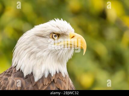 Weißkopf-Seeadler hautnah Stockfoto