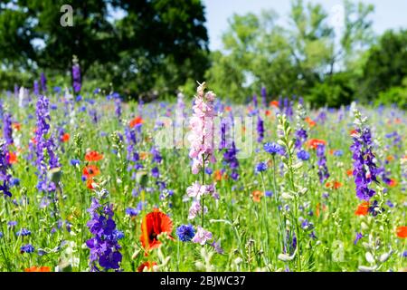 Rosa Bluebonnet Blume blüht auf einer Wiese mit lila Bluebonnet und leuchtend roten Mohn Blumen schaffen eine Decke von lebendigen Farben bedeckt. Stockfoto