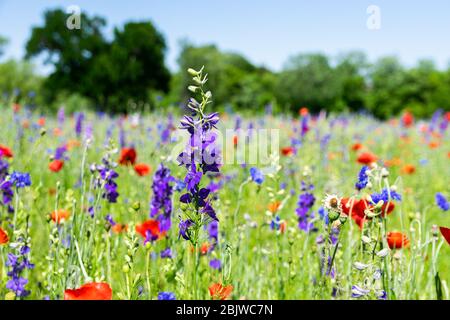 Lila Bluebonnet Blume blüht auf einer Wiese mit Bluebonnet und leuchtend roten Mohn Blumen schaffen eine Decke von lebendigen Farben bedeckt. Stockfoto