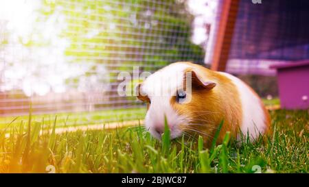 Schöne braune und weiße Meerschweinchen essen Gras auf einem pastellfarbenen Hintergrund Stockfoto