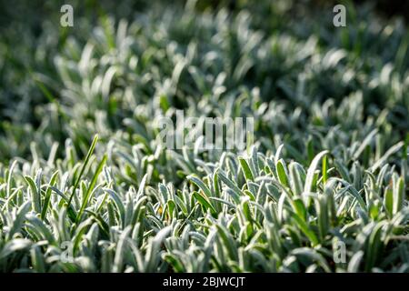 Cerastium bedeckte die Erde. Bodendeckenanlage. Stockfoto