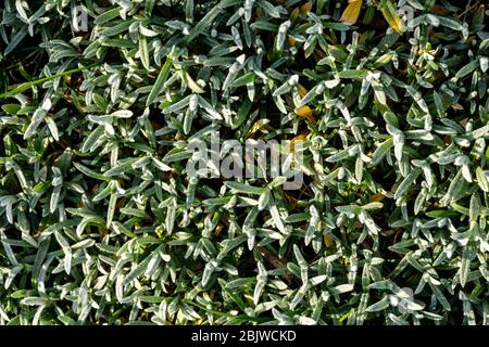 Cerastium bedeckte die Erde. Bodendeckenanlage. Stockfoto