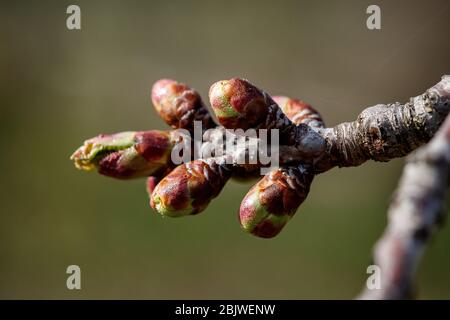 Junge grüne Nieren beginnen sich zu entwickeln und öffnen Weiß auf einem Kirschbaum im frühen Frühjahr Stockfoto