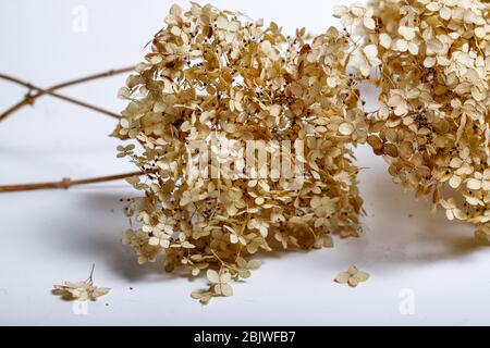 Getrocknete Blumen isoliert auf weißem Hintergrund Stockfoto