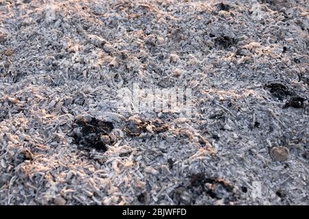 Graue Asche aus dem Ofen Hintergrundstruktur, graue Asche aus dem Holz aus dem Kamin Stockfoto