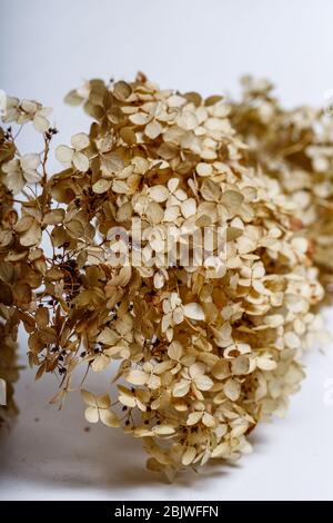 Getrocknete Blumen isoliert auf weißem Hintergrund Stockfoto