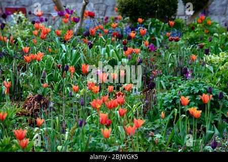 tulipa Ballerina, orange Tulpen, Lilie blühende Tulpe, Tulpe, Tulpen, Mischung, gemischte Kombination, Grenze, Bett, rot, prange, lila, Gras, Gräser, Mischung, gemischte Pflanzung Co Stockfoto