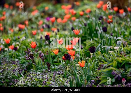 tulipa Ballerina, tulipa paul scherer, orange und schwarze Tulpen, Lilie blühte Tulpe, Tulpe, Tulpen, Mischung, gemischte Kombination, Rand, Bett, rot, orange, lila, Gras Stockfoto