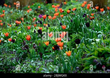 tulipa Ballerina, tulipa paul scherer, orange und schwarze Tulpen, Lilie blühte Tulpe, Tulpe, Tulpen, Mischung, gemischte Kombination, Rand, Bett, rot, orange, lila, Gras Stockfoto