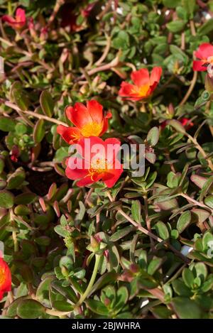 Portulaca grandiflora in Blüte Stockfoto
