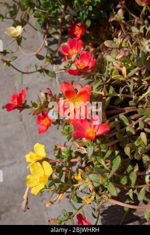 Portulaca grandiflora in Blüte Stockfoto