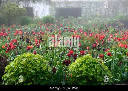 tulipa jan reus, Tulpe, Tulpen, Mischung, gemischte Kombination, Grenze, Bett, rot, lila, Mischung, gemischte Pflanzenkombination, Schema, Grenze, Grenzen, Bett, Betten, Stockfoto