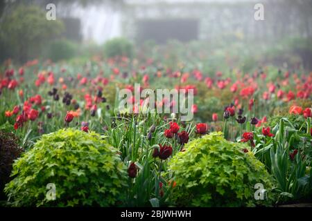 tulipa jan reus, Tulpe, Tulpen, Mischung, gemischte Kombination, Grenze, Bett, rot, lila, Mischung, gemischte Pflanzenkombination, Schema, Grenze, Grenzen, Bett, Betten, Stockfoto