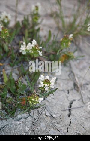 Prunella laciniata in Blüte Stockfoto