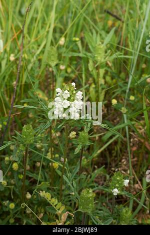 Prunella laciniata in Blüte Stockfoto