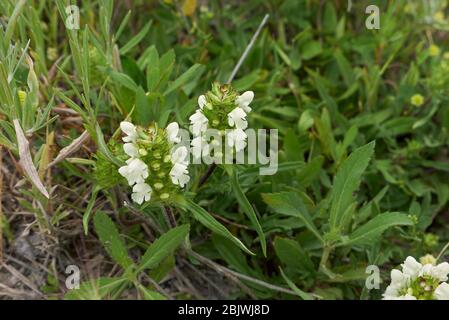 Prunella laciniata in Blüte Stockfoto