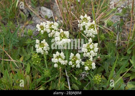 Prunella laciniata in Blüte Stockfoto