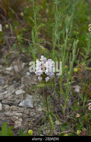 Prunella laciniata in Blüte Stockfoto