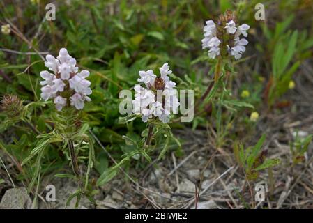 Prunella laciniata in Blüte Stockfoto