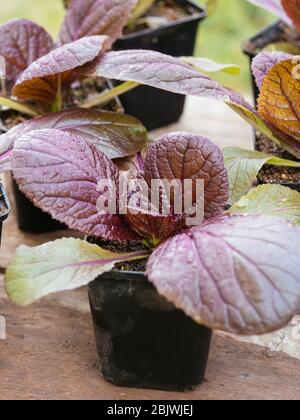 Rotkohl 'Scarlette F1' (Brassica rapa subsp. Pekinensis) Sämlinge Stockfoto