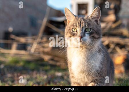 Schöne sibirische graue und weiße Katze im Garten sitzen, genießen sonnigen Frühlingstag Stockfoto