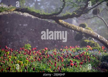 tulipa jan reus, Tulpe, Tulpen, Mischung, gemischte Kombination, Rand, Bett, rot, lila, Mischung, gemischte Pflanzenkombination, Schema, Grenze, Grenzen, Bett, Betten, Nebel, Nebel, Nebel, Stockfoto