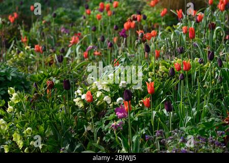 tulipa Ballerina, tulipa paul scherer, orange und schwarze Tulpen, Lilie blühende Tulpe, Tulpe, Tulpen, Mischung, gemischte Kombination, Rand, Bett, rot, orange, lila, weiß Stockfoto