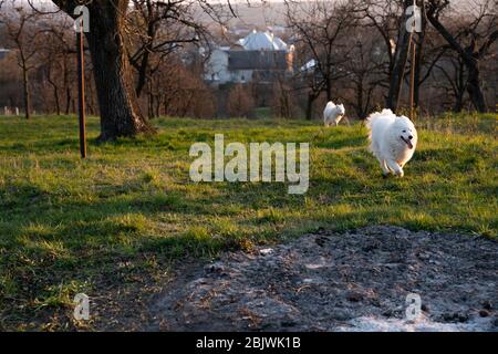 Zwei weiße samoyed Hunde spielen zusammen im Garten Stockfoto