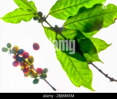 Kaffee (Coffea arabica) Blätter mit grünen und kirschreifen Kaffeebohnen in Kona, Hawaii Stockfoto