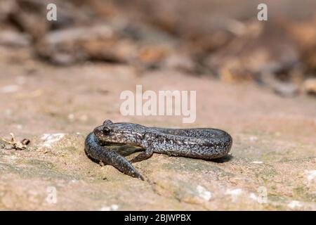 Salamander Valley and Ridge - Plethodon hoffmani Stockfoto