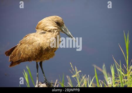 Hamerkop im Ngorongoro-Krater in Tansania Stockfoto