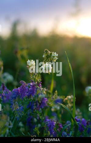 Wildblumen bei Sonnenuntergang, weißer Kleeblatt, grünes Gras. horizont, Weißrussland, Sommerabend Stockfoto