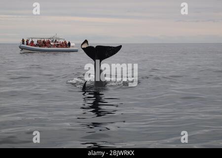 Gruppe von Touristen auf einem Boot beobachten einen Killerwal oder Orca (Orcinus Orca), die seinen Schwanz ins Wasser, in der Nähe von Puerto Piramides, Patagonien, Argent Stockfoto