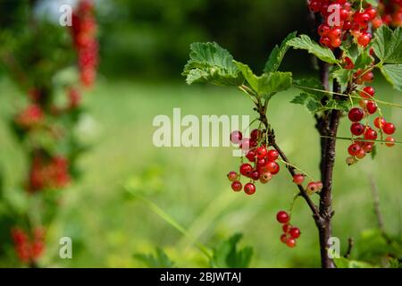 Ribes rubrum Beeren, rote Johannisbeere auf grünen Zweig im Sommergarten Stockfoto