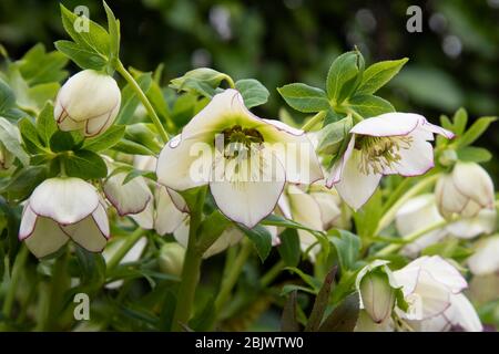 Nahaufnahme Gruppe der Fastenrose, Helleborus × hybridus, Blumen. Weiß, mit Lila umrandet. Glänzende grüne Blätter, verschwommener Hintergrund. Stockfoto