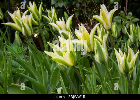 Drift von weiß und grün gestreiften Tulpenblüten, Tulipa 'Green Star', im Garten Grenze, nur im Abendlicht öffnen. Weiße Blütenblätter mit grünen Stielböcken. Stockfoto
