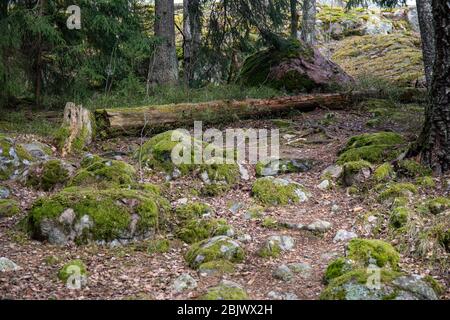 Moos bedeckte runde Felsen, einst Strandfelsen der Littorina See, neben dem umgestürzten Schlangenbaum am Hanikka Naturpfad in Espoo, Finnland Stockfoto