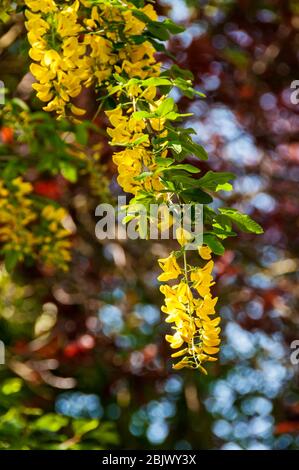 Blütenraceme des gewöhnlichen Laburnum, Laburnum anagyroides Stockfoto