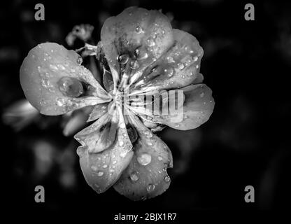 Ein Foto mit Blumenmotiv in Schwarz-Weiß Stockfoto