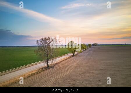 Ländliche Feldweg mit Ahornbäumen in Frühlingsfeldern. Wunderschöne Landschaft Sonnenuntergang Szene. April Abend in Weißrussland Luftaufnahme Stockfoto